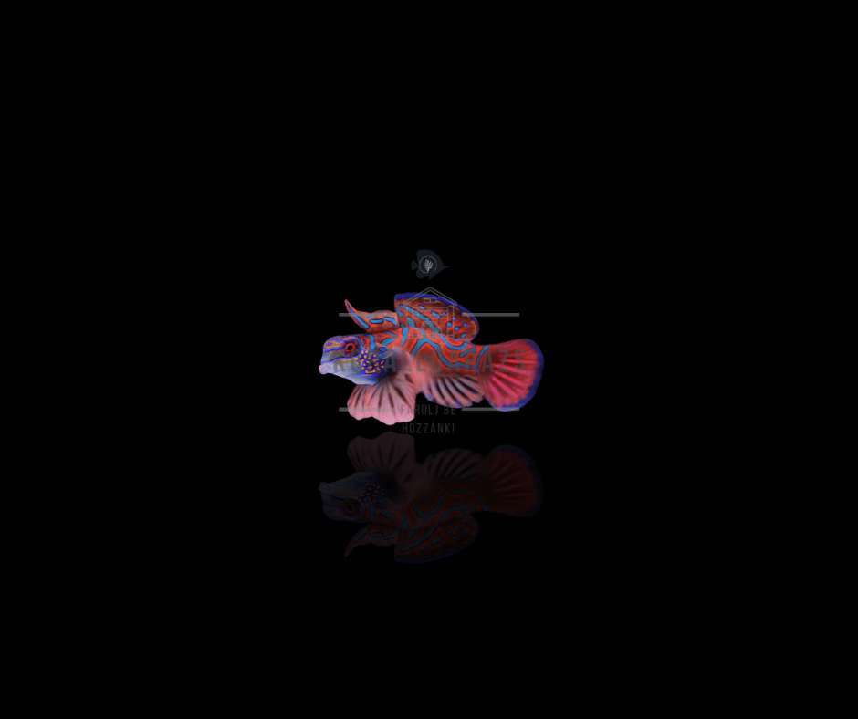 Pterosynchiropus Splendidus (Red)